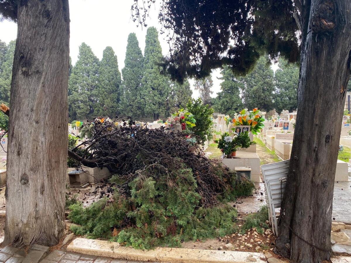 Bari, tre gli alberi caduti in città a causa del maltempo: al cimitero i rami di un cipresso spezzati dal vento – FOTO