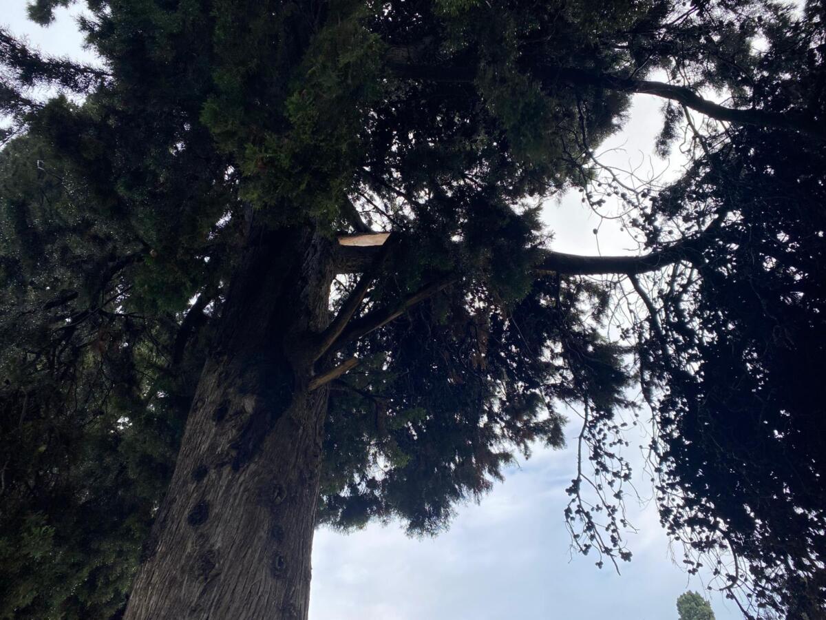 Bari, tre gli alberi caduti in città a causa del maltempo: al cimitero i rami di un cipresso spezzati dal vento – FOTO
