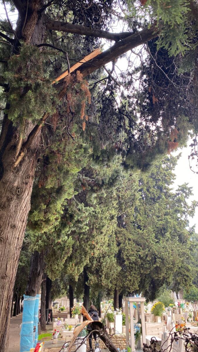 Bari, tre gli alberi caduti in città a causa del maltempo: al cimitero i rami di un cipresso spezzati dal vento – FOTO