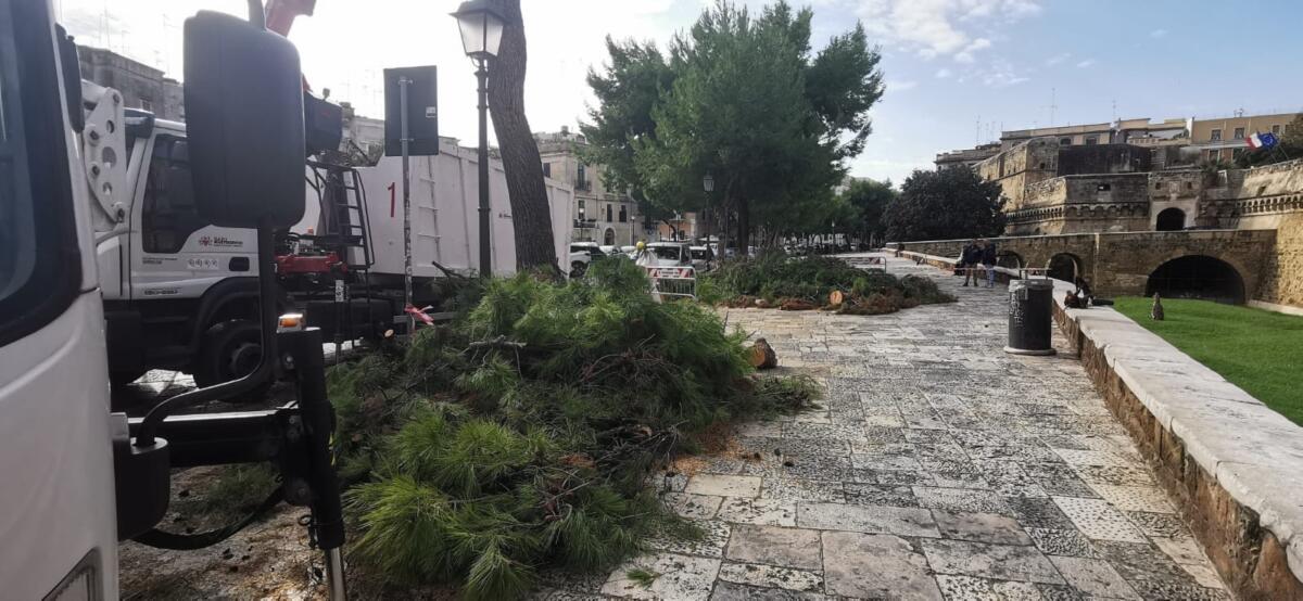 Bari, tre gli alberi caduti in città a causa del maltempo: al cimitero i rami di un cipresso spezzati dal vento – FOTO