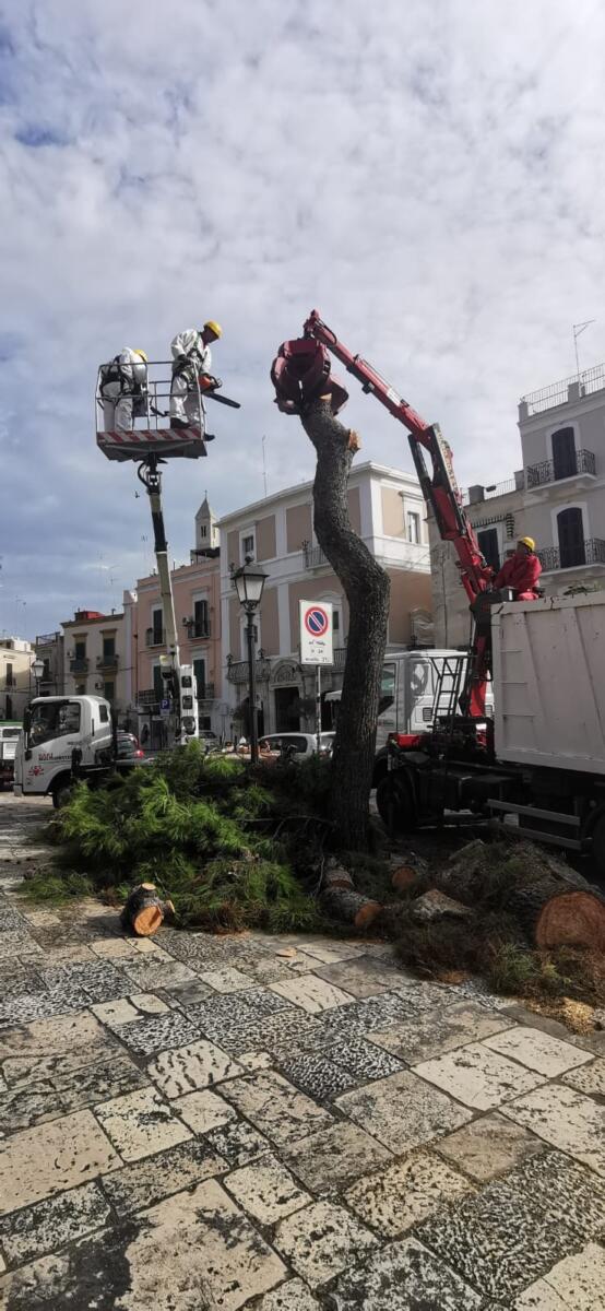 Bari, tre gli alberi caduti in città a causa del maltempo: al cimitero i rami di un cipresso spezzati dal vento – FOTO