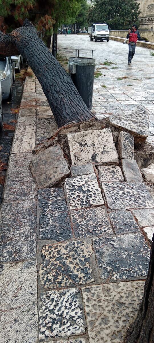 Bari, tre gli alberi caduti in città a causa del maltempo: al cimitero i rami di un cipresso spezzati dal vento – FOTO