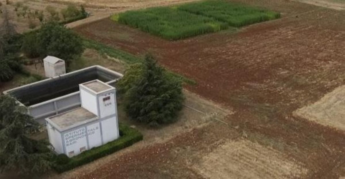 Galleria foto 'Moda, nell’azienda di Rutigliano il progetto pilota del Gruppo Armani sul cotone bioresistente' - foto 1