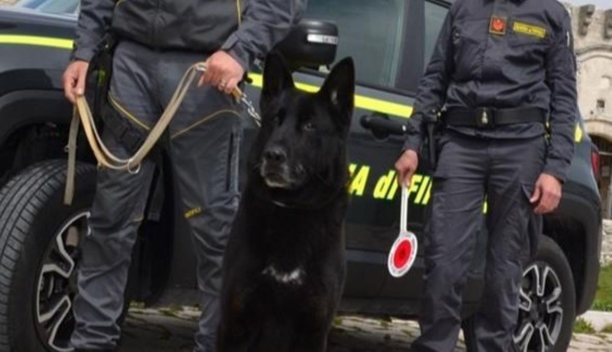 Galleria foto 'San Giovanni Rotondo, in giro con la droga ma il cane la fiuta: arrestato un minorenne' - foto 1