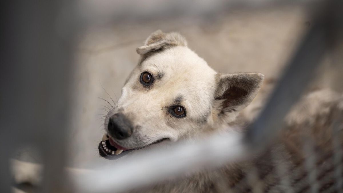 Lecce, cane abbandonato su un balcone precipita dal terzo piano e muore: condannato un uomo Lecce, cane abbandonato su un balcone precipita dal terzo piano e muore: condannato un uomo