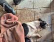 Montesano Salentino, rinchiuso in un recinto non riesce a stare sulle zampe: cane salvato dalle guardie zoofile