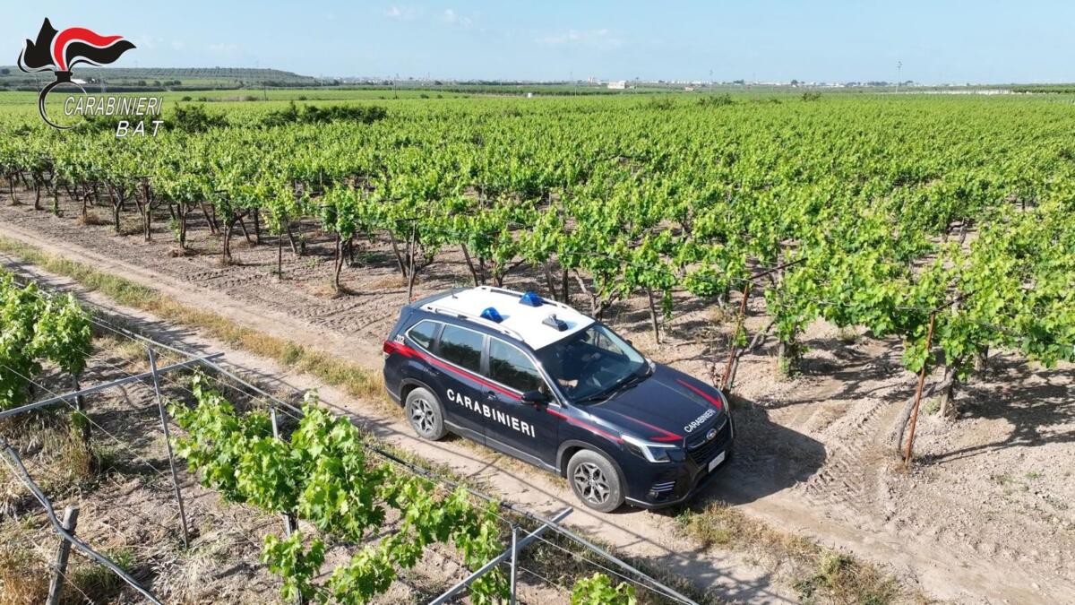 Barletta, rubano 15 quintali di uva in un terreno di contrada Callano: arrestati tre andriesi Barletta, rubano 15 quintali di uva in un terreno di contrada Callano: arrestati tre andriesi