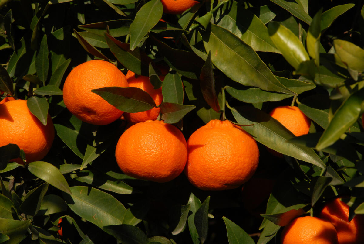 Le Clementine del Golfo di Taranto Igp nel “Viaggio delle eccellenze” d’Italia: degustazioni in aeroporto Le Clementine del Golfo di Taranto Igp nel “Viaggio delle eccellenze” d’Italia: degustazioni in aeroporto