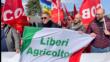 Problemi dell’agricoltura in Puglia: il sindacato Cobas interroga i candidati presidenti