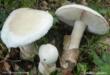 Intossicazioni da funghi spontanei, l’Asl Brindisi mette in guardia i cittadini: «Fateli analizzare sempre»
