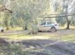 Andria, furto sventato in contrada Specchione: le guardie campestri recuperano 4 quintali di olive