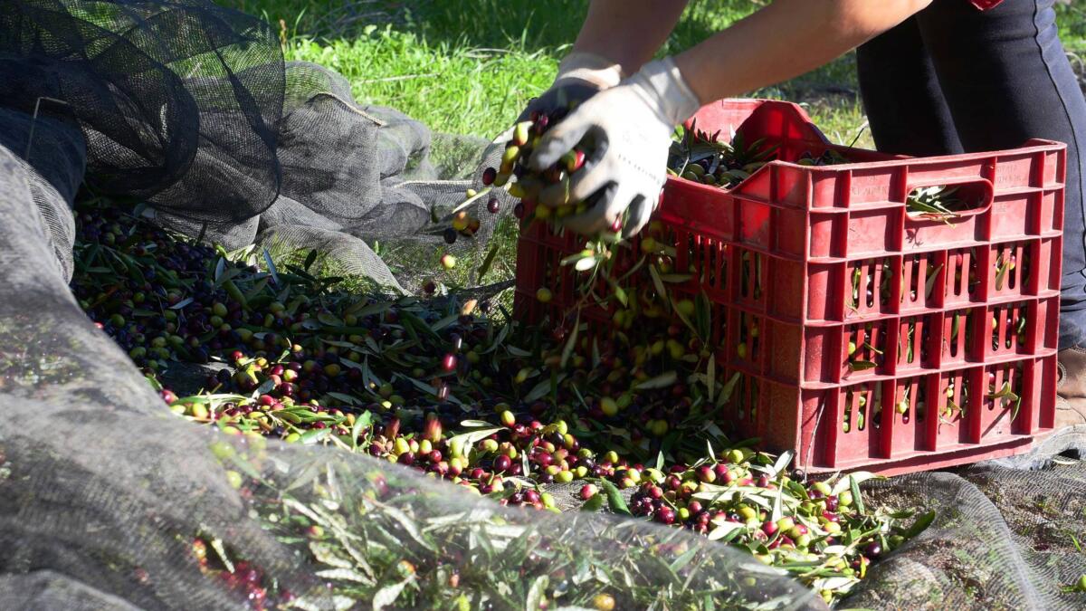 Furti di olive a Bari, il nuovo trucco della criminalità: si spacciano proprietari terrieri Furti di olive a Bari, il nuovo trucco della criminalità: si spacciano proprietari terrieri