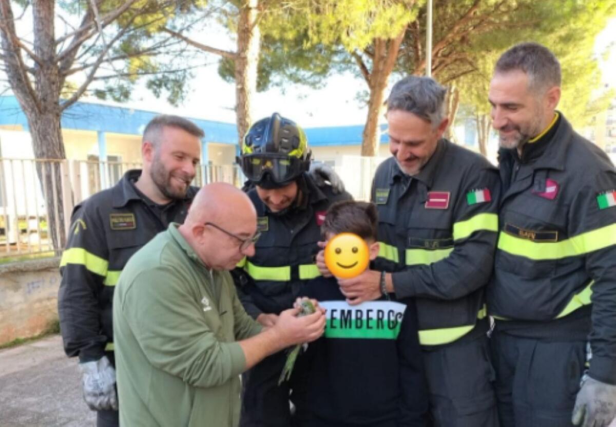 Casamassima, i Vigili del Fuoco recuperano un pappagallino bloccato su un albero Casamassima, i Vigili del Fuoco recuperano un pappagallino bloccato su un albero