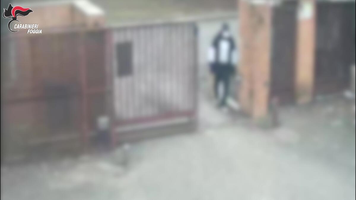 Galleria foto 'Foggia, violenta rapina ai danni di un’anziana 84enne: 5 arresti, la donna fu imbavagliata e legata – VIDEO' - foto 1