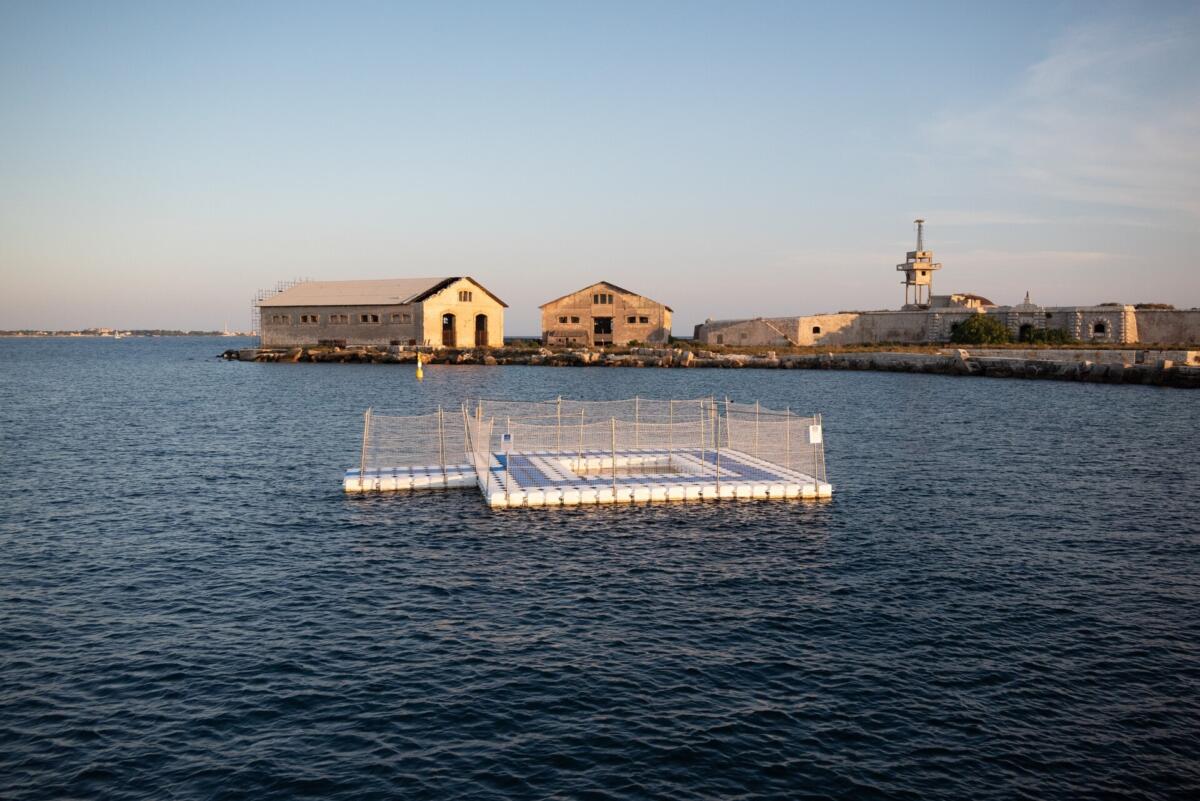 Galleria foto 'A Taranto nasce il rifugio dei delfini: è la prima area protetta nel mar Mediterraneo' - foto 1