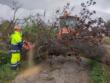 Xylella, la denuncia del Wwf: «Corporativismo e speculazioni hanno devastato ulivi monumentali»