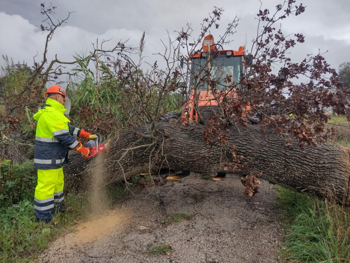 Galleria foto 'Xylella, la denuncia del Wwf: «Corporativismo e speculazioni hanno devastato ulivi monumentali»' - foto 1
