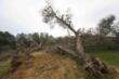 Regione Puglia stanzia 5 milioni per la lotta alla Xylella: fissati criteri per Comuni e Province