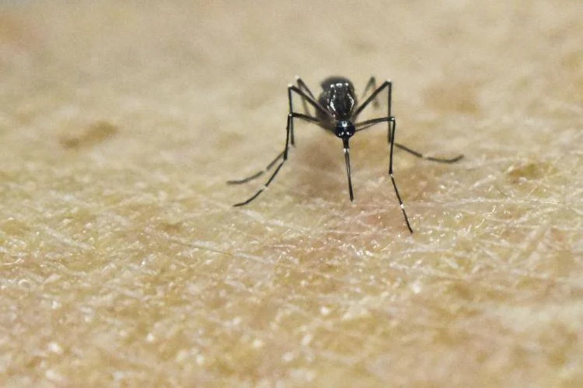 Bari, individuati due casi di infezione da virus Chikungunya: l’Asl avvia il monitoraggio Bari, individuati due casi di infezione da virus Chikungunya: l’Asl avvia il monitoraggio
