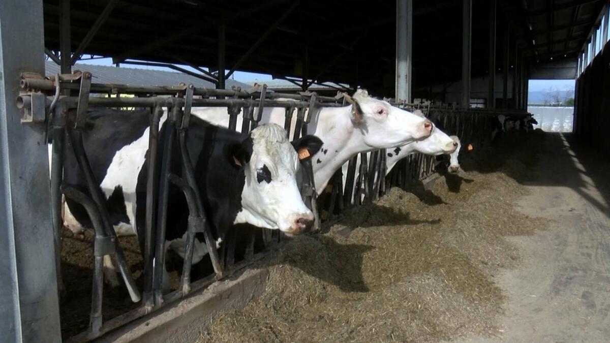 La zootecnia che cambia: qualità della vita animale, efficienza e nuovi investimenti La zootecnia che cambia: qualità della vita animale, efficienza e nuovi investimenti