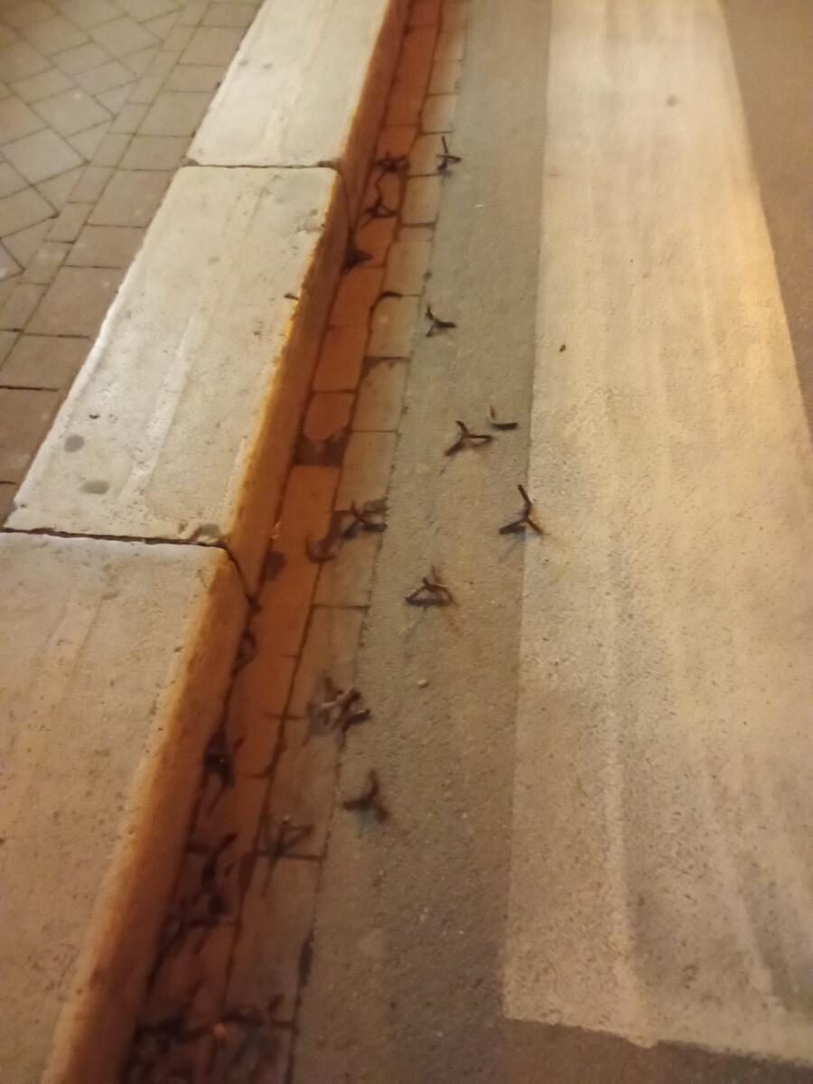 La “banda della marmotta” colpisce a San Severo: assaltato un bancomat, chiodi a quattro punte per fuggire