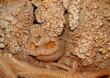 Le grotte carsiche pugliesi candidate a patrimonio Unesco, via all’iter: «Archivi viventi di memoria»