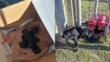 Orrore a Foggia, mamma e sei cuccioli gettati via come rifiuti nella discarica. L’Enpa: «Gesto vigliacco»
