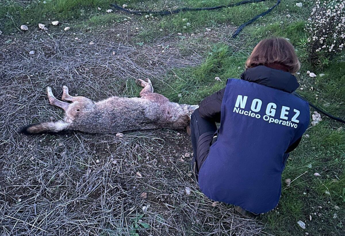 Galleria foto 'Orrore nelle campagne di Bari, una lupa uccisa con una raffica di proiettili: la denuncia delle guardie ecozoofile' - foto 1