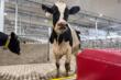 Benessere animale, un driver che ridisegna norme e professioni
