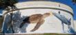 Dalla Puglia al Sudafrica: inaugurati a Torre Guaceto i primi murales oceanici gemelli