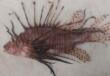 Ugento, esemplare di pesce scorpione finisce nelle reti dei pescatori: «Specie aliena»