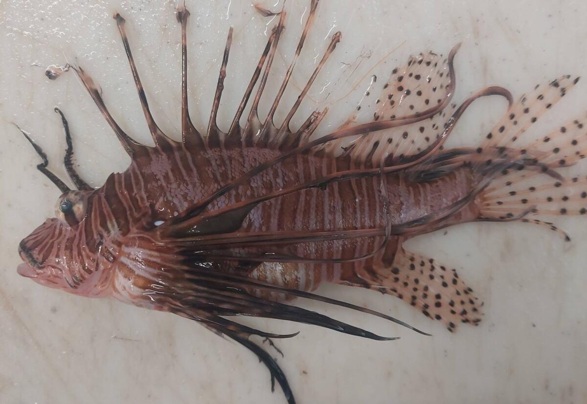 Galleria foto 'Ugento, esemplare di pesce scorpione finisce nelle reti dei pescatori: «Specie aliena»' - foto 1
