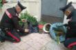 Leporano, in casa ha sette chili di marijuana tra garage e cortile: arrestato un 51enne