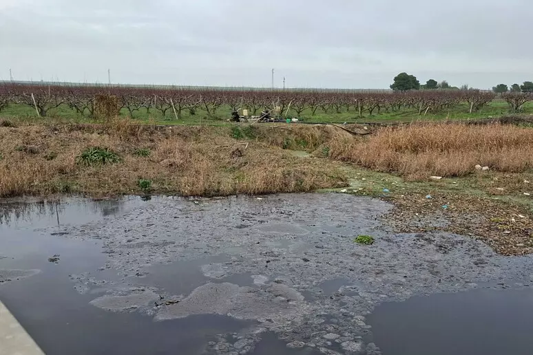 Galleria foto 'Foggia, allarme «disastro ecologico» sulla Sp 66: torrente soffocato da liquami e rifiuti' - foto 1