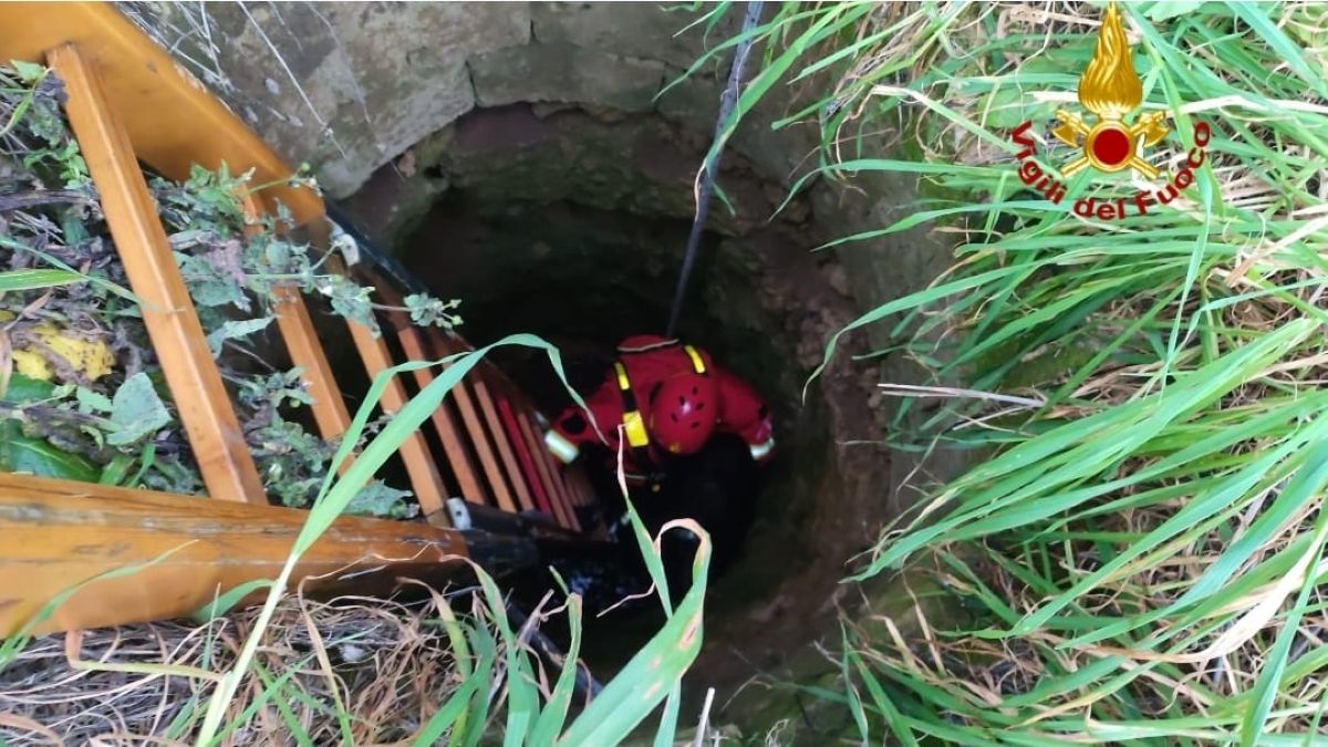 Brindisi, cane cade in un pozzo profondo 6 metri: salvato dai vigili del fuoco dopo una notte al freddo – VIDEO