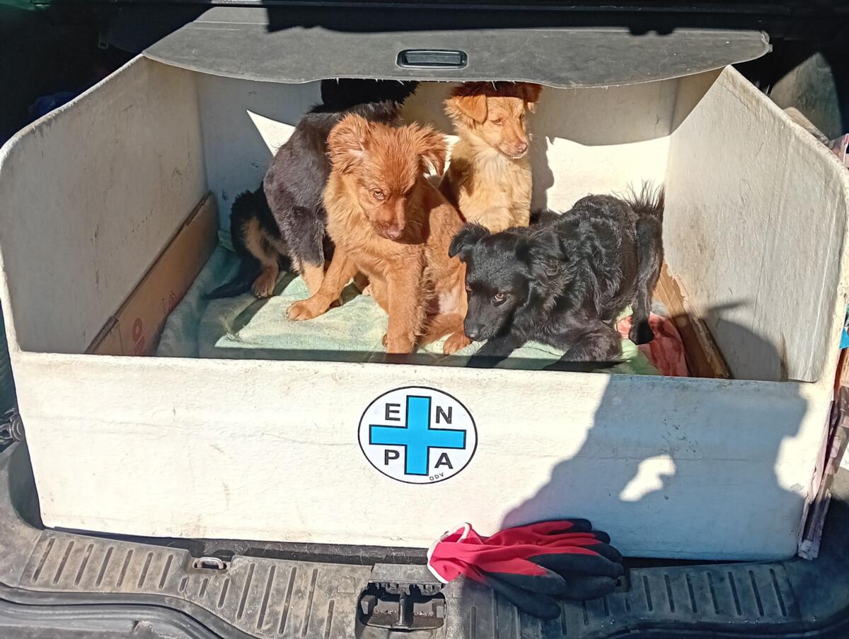Galleria foto 'Chiusi in un cartone e gettati in un cassonetto, quattro cuccioli salvati dai volontari a Manfredonia – VIDEO' - foto 1