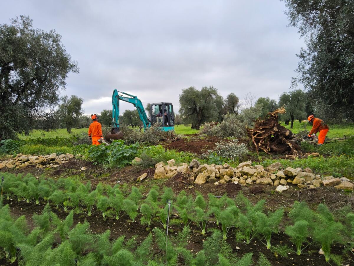Galleria foto 'Eradicato l’ulivo infetto da Xylella scoperto nel Barese, Paolicelli: «Massima attenzione»' - foto 1