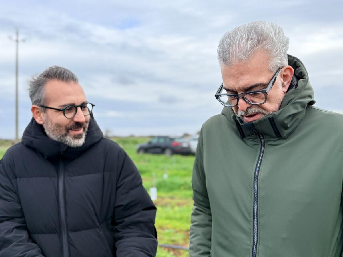 Galleria foto 'Xylella, la sfida della rinascita parte da San Vito dei Normanni. Paolicelli: «Qui 20mila nuovi ulivi resistenti» – VIDEO' - foto 1