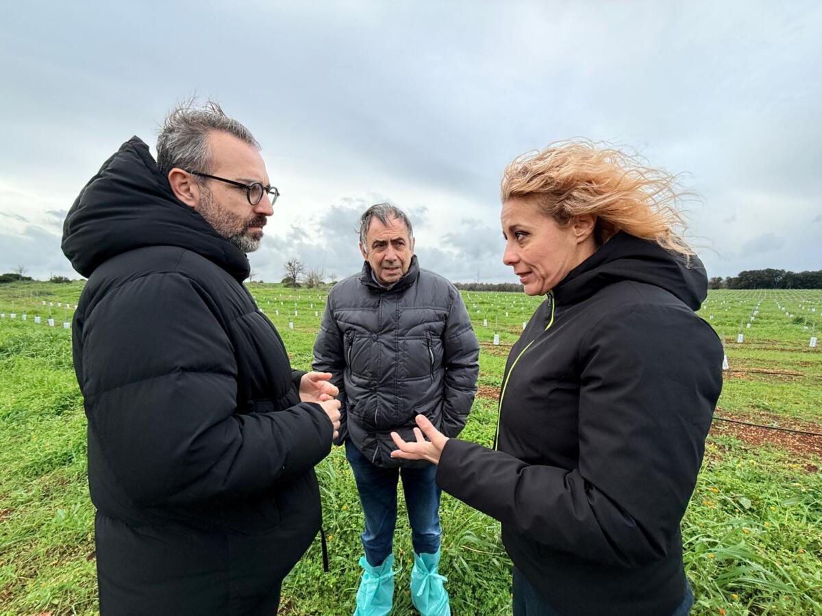Galleria foto 'Xylella, la sfida della rinascita parte da San Vito dei Normanni. Paolicelli: «Qui 20mila nuovi ulivi resistenti» – VIDEO' - foto 2
