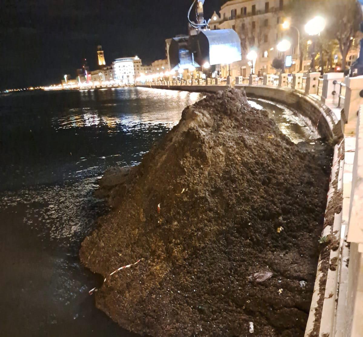 Bari, via alle operazioni di rimozione della posidonia dal molo San Nicola: l’Amiu al lavoro – VIDEO Bari, via alle operazioni di rimozione della posidonia dal molo San Nicola: l’Amiu al lavoro – VIDEO