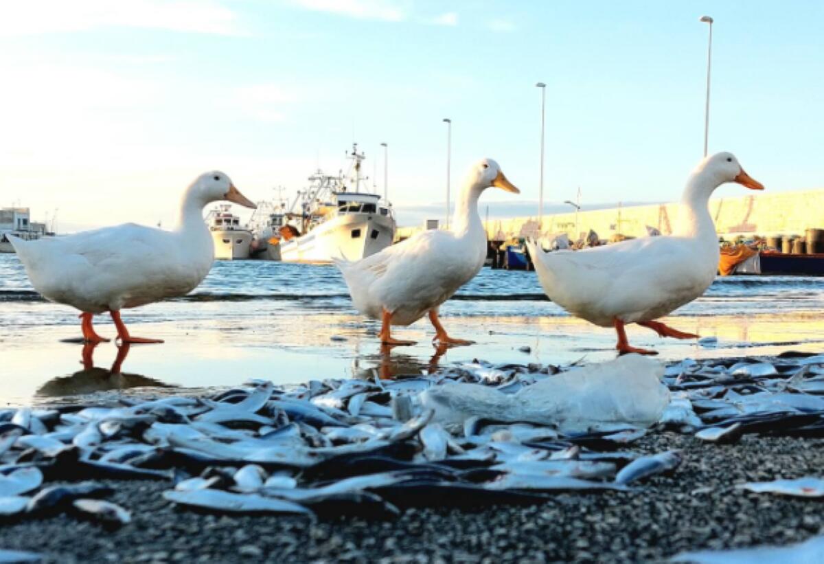 Galleria foto '“Marea argentata” a Santo Spirito, i pescatori ammettono: «Siamo noi a buttarle, venderle non conviene»' - foto 1