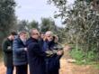 Xylella, dalla Regione Puglia 5 milioni di euro per supportare Comuni e Province