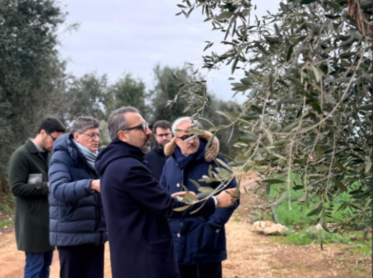 Galleria foto 'Xylella a Bitonto, Confagricoltura lancia l’allarme: «Caso isolato, ma serve rapidità assoluta per evitare il disastro»' - foto 1