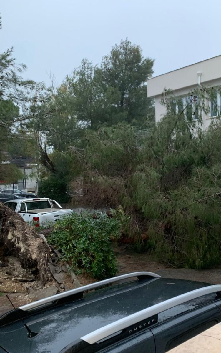 Galleria foto 'Salento nella morsa dello Scirocco, raffiche di burrasca e alberi abbattuti nel Leccese: città blindate – FOTO' - foto 2