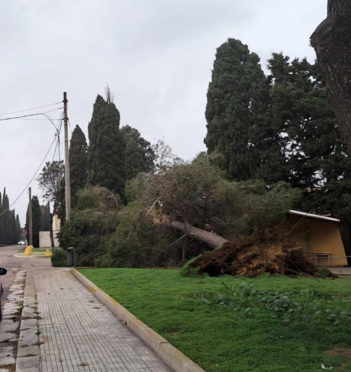 Galleria foto 'Salento nella morsa dello Scirocco, raffiche di burrasca e alberi abbattuti nel Leccese: città blindate – FOTO' - foto 4