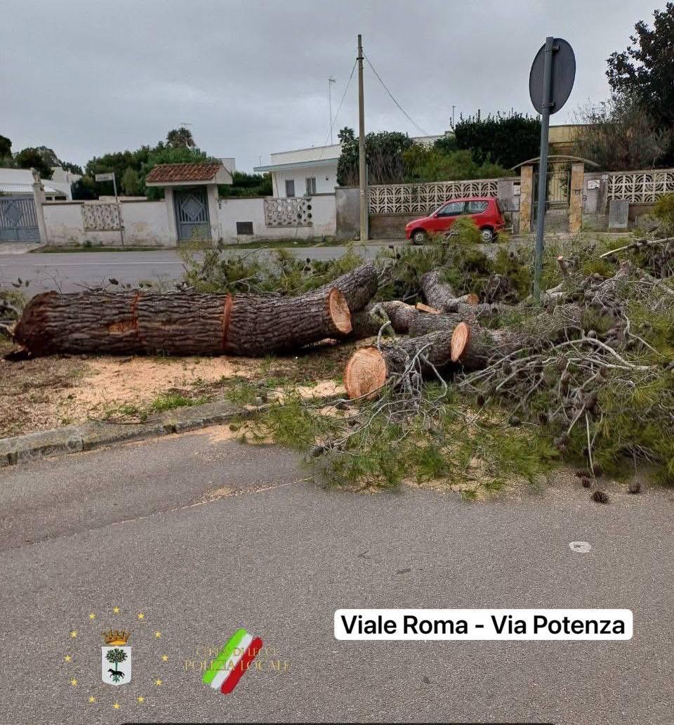 Galleria foto 'Salento nella morsa dello Scirocco, raffiche di burrasca e alberi abbattuti nel Leccese: città blindate – FOTO' - foto 7