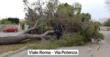 Salento nella morsa dello Scirocco, raffiche di burrasca e alberi abbattuti nel Leccese: città blindate – FOTO