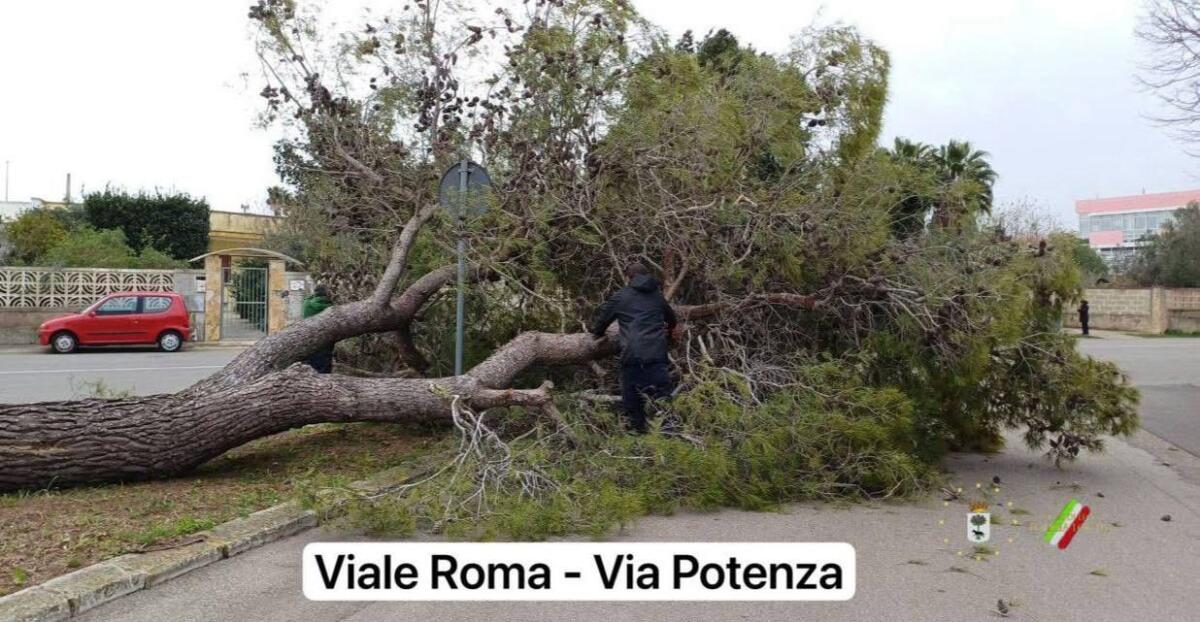 Galleria foto 'Salento nella morsa dello Scirocco, raffiche di burrasca e alberi abbattuti nel Leccese: città blindate – FOTO' - foto 10