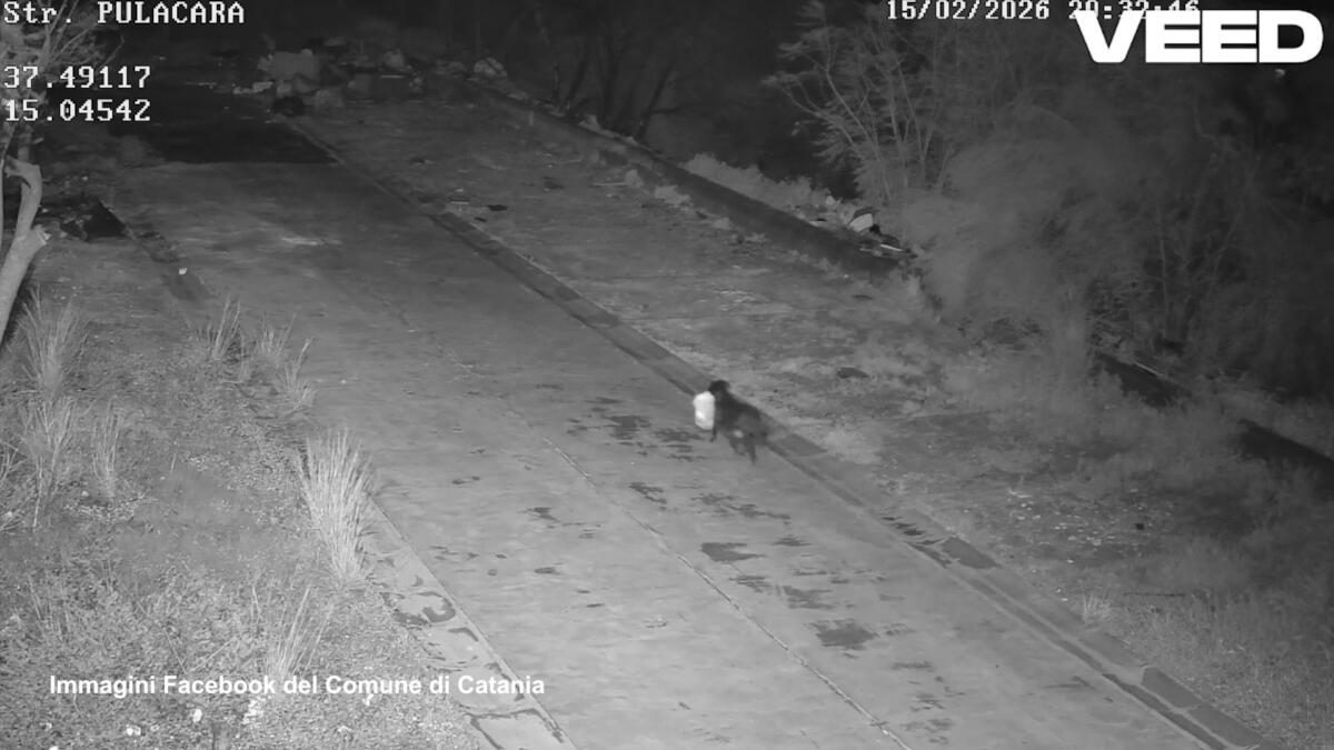 Addestra il cane a gettare i rifiuti per eludere le telecamere, la denuncia del Comune: «L’ingegno non è un alibi» – VIDEO Addestra il cane a gettare i rifiuti per eludere le telecamere, la denuncia del Comune: «L’ingegno non è un alibi» – VIDEO