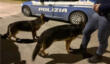 Brindisi, due pastori tedeschi vagano spaesati e impauriti per le strade del Sant’Elia: salvati dalla polizia